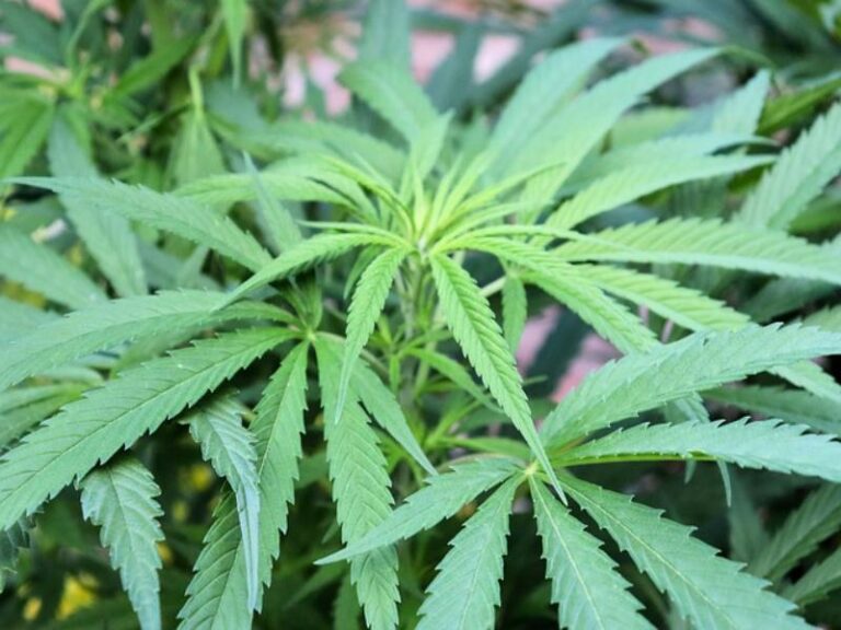 Med Marijuana Gateway: Shaping the Future of Cannabis-Based Medicine